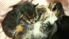 Μήνυση σε βάρος άνδρα στο Αγρίνιο: Φέρεται να εγκατέλειψε γατάκια σε σακούλα, συνελήφθη από τις Αρχές