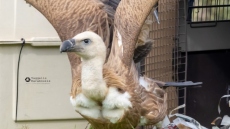 Ρέθυμνο: Έξι γύπες επέστρεψαν στο φυσικό τους περιβάλλον, δείτε βίντεο από την απελευθέρωσή τους