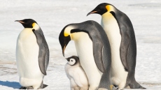 Ο αυτοκρατορικός πιγκουίνος και επίσημα στα «απειλούμενα» είδη: Ο πληθυσμός του θα μειωθεί στο μισό μέχρι τη δεκαετία του 2080