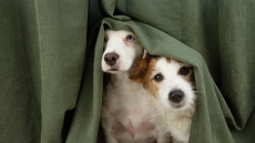 Πάσχα: Τι να κάνετε αν ο σκύλος σας φοβάται τα πυροτεχνήματα το βράδυ της Ανάστασης