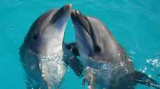 Τα 6 πιο καθαρά ζώα στον πλανήτη – Το τελευταίο θα σας εκπλήξει