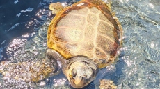 Η θαλάσσια χελώνα «Capella» επέστεψε στο φυσικό της περιβάλλον, είχε βρεθεί τραυματισμένη με σοβαρό χτύπημα στο κεφάλι