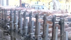 Πάτρα: Σχεδόν 100 σούβλες με αρνιά έστησε κρεοπωλείο για τους πελάτες του σήμερα