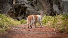 Γάτος που εξαφανίστηκε πριν επτά χρόνια ξανάσμιξε με την οικογένειά του μετά από ταξίδι... 4.000 χιλιομέτρων