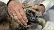 Ο αρσενικός μαυρόγυπας «Ιωάννα» επέστρεψε στη Δαδιά: Το χρονικό της διάσωσης που συγκίνησε