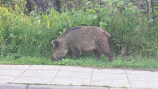 Μεγάλο αγριογούρουνο κάνει βόλτες κοντά στον Ιερό Ναό Αγίας Μαρίνας στην Εκάλη, δείτε βίντεο