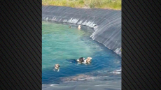 Βίντεο: Έξι σκυλιά εγκλωβίστηκαν σε ταμιευτήρα άρδευσης στην Κατερίνη, τα έσωσαν υπάλληλοι του δήμου 