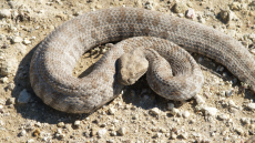 Εκτός κινδύνου ο 13χρονος από τη Σύρο που υπέστη δάγκωμα από φίδι