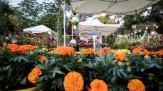 Ξεκινά η 72η Ανθοκομική Έκθεση Κηφισιάς: Ένας θεσμός 130 χρόνων που ενώνει το χθες με το σήμερα
