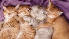 Νεογέννητα γατάκια: Απίστευτα fun facts που ίσως δεν γνωρίζατε