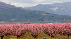 Αφιέρωμα της Welt στις ανθισμένες ροδακινιές της Βέροιας: «Ένα εντυπωσιακό ανοιξιάτικο πανόραμα»