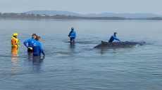 Δύσκολη επιχείρηση διάσωσης 24 ωρών στην Αυστραλία: Φάλαινα 12 τόνων εγκλωβίστηκε σε ρηχά νερά, δείτε βίντεο
