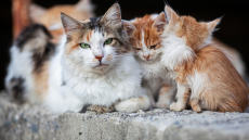 Κτηνωδία στον Βόλο: Έδεσαν νεογέννητα γατάκια στην ουρά της μαμάς τους