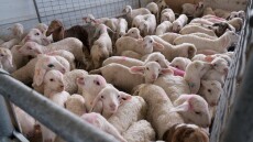 Συνελήφθη άνδρας στην Αρχαία Ολυμπία που μετέφερε 16 αμνοερίφια χωρίς άδεια
