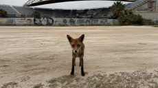 Αλεπού βγήκε... βόλτα στο Παλαιό Φάληρο, ανέβηκε και σε παρμπρίζ αυτοκινήτου, δείτε βίντεο
