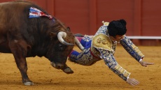 Βαρύς τραυματισμός για τον «βασιλιά των ταυρομάχων» στην Ισπανία: Το κέρατο του ταύρου προκάλεσε εσωτερική πληγή 10 εκατοστών