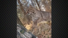 Ερυθρός λύγκας επιτέθηκε σε κυνηγό που είχε στήσει καρτέρι σε γαλοπούλες στο Ουισκόνσιν, δείτε βίντεο