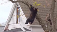 Aρκουδάκι ανέβηκε σε δέντρο στη Νέα Υόρκη και... δεν έλεγε να κατέβει, δείτε βίντεο