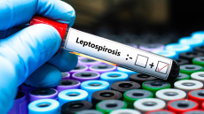 Λεπτοσπείρωση: Τι είναι και πώς μεταδίδεται – Τα συμπτώματα και η αντιμετώπιση