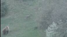 Η κάμερα «έπιασε» μία καταδίωξη αγρίων, αρκούδα τσαμπουκαλεύτηκε σε λύκο για να προστατεύσει το μικρό της στη Βάλια Κάλντα, δείτε βίντεο