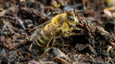 Γυναίκα που έκοψε δρόμο για να πάει στη δουλειά της ανακάλυψε 5,5 εκατομμύρια σπάνιες μέλισσες κάτω από νεκροταφείο στις ΗΠΑ