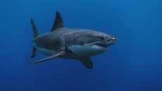 Απολίθωμα καρχαρία 9 εκατ. ετών βρέθηκε άθικτο, έχει δόντια που μοιάζουν με σπαθιά και είναι πρόγονος του λευκού