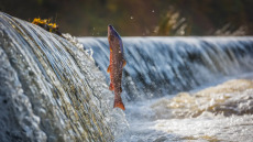 Η ρύπανση από κοκαΐνη των υδάτων επηρεάζει τη συμπεριφορά των σολομών – Μελέτη αποκαλύπτει
