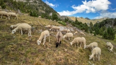 Κρήτη: Δύο αδέρφια επιτέθηκαν σε 36χρονο με μαχαίρι επειδή τους κατηγόρησε ότι τα ζώα τους μπαίνουν στο χωράφι του