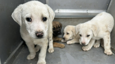 Διάσωση τεσσάρων κουταβιών που είχαν παγιδευτεί σε σωλήνα στις Αχαρνές
