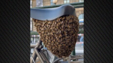 Δείτε βίντεο: Χιλιάδες μέλισσες έκαναν φωλιά σε σέλα ποδηλάτου στο Παρίσι