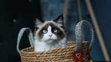 Ποια γάτα σας ταιριάζει αναλόγως το ζώδιό σας