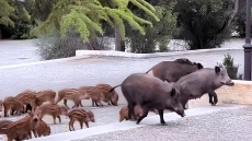 Οικογένεια από αγριογούρουνα πήγε... καλεσμένη σε γάμο στους Θρακομακεδόνες, δείτε βίντεο