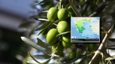 Meteo: Αυξημένες συγκεντρώσεις γύρης ελιάς στην ατμόσφαιρα σε πολλές περιοχές της χώρας, δείτε χάρτη