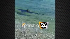 Καρχαρίας κόβει βόλτες στα Λουτρά της Ωραίας Ελένης, δείτε βίντεο 
