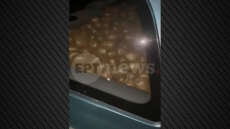 Αγρότες έπιασαν επ' αυτοφώρω κλέφτη που είχε γεμίσει το αυτοκίνητό του με... ακτινίδια, δείτε βίντεο