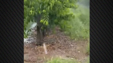 Ζημιές σε καλλιέργειες από δυνατή χαλαζόπτωση που έπληξε τον Τύρναβο, δείτε βίντεο