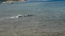 Καρχαρίας εμφανίστηκε στις Κεχριές της Κορίνθου, δείτε βίντεο
