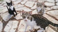 Θεσσαλονίκη: Πρόστιμο 17.600 ευρώ σε 49χρονη στη Θεσσαλονίκη που είχε γάτες δεμένες με σχοινί στο μπαλκόνι της