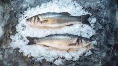 Έτσι συντηρούνται σωστά τα ψάρια σε ένα ιχθυοπωλείο – Πώς καταλαβαίνουμε ότι είναι φρέσκα