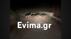 Αγριογούρουνα συνόδευαν ντελιβερά μέσα στη νύχτα στην Εύβοια, δείτε βίντεο 