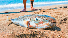 Η πραγματική απειλή στις ελληνικές θάλασσες: Οι λαγοκέφαλοι έφτασαν μέχρι τον Σαρωνικό και δαγκώνουν