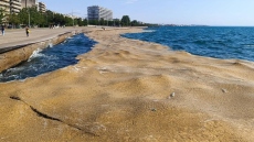 Το φυτοπλαγκτόν και τα ασφυκτικά φαινόμενα στο Θερμαϊκό: Χταποδάκια πεθαίνουν λόγω έλλειψης οξυγόνου