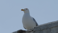 Όταν η άγρια ζωή εμφανίζεται στα πιο απρόσμενα μέρη