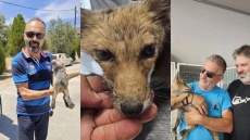 Φιλόζωοι στη Ρόδο έσωσαν αλεπουδάκι που υπέφερε από θερμοπληξία