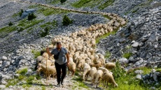 Νομαδική κτηνοτροφία στην Ήπειρο: Η οικογένεια που μετακινεί 1.000 πρόβατα κάθε καλοκαίρι