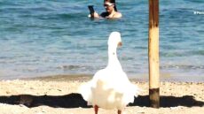 Ο χήνος που δίχασε τη Σύρο: Αντιδράσεις, καταγγελίες και η απόφαση του Δήμου για το Αχλάδι
