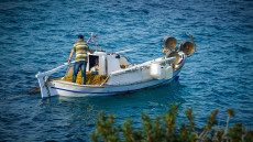 Σχέδιο επιδότησης για το «κυνήγι» του λαγοκέφαλου: Τα σενάρια που εξετάζονται και η πρόταση να αφήσουν τη φύση να κάνει το... ξεκαθάρισμα
