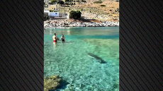 Φώκια εμφανίστηκε σε παραλία της Σύμης και κολύμπησε δίπλα στους λουόμενους, δείτε βίντεο