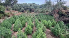 Ξηλώθηκε φυτεία κάνναβης με 1.532 δενδρύλλια στην Μεσσηνία, πάνω από 1,5 εκατ. ευρώ τα κέρδη 
