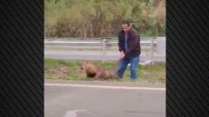 Απίθανο βίντεο: Οδηγός στη Βραζιλία σέρνει... από την ουρά πούμα που διέκοψε την κυκλοφορία!